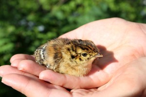 Perseverance 024 touched