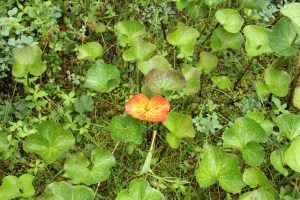 Lower Alpine Loop 001