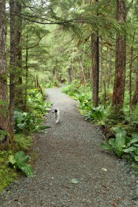 Lower Alpine Loop 007