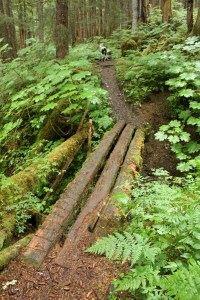 Lower Alpine Loop 019