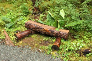 Lower Alpine Loop 022