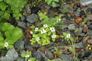 Lower Alpine Loop 030