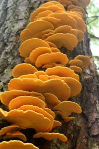 Mt Juneau, Peterson 231