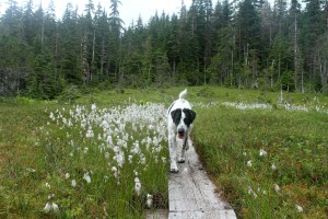 Mt Juneau, Peterson 249