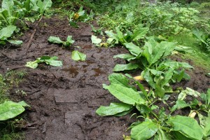 Mt Juneau, Peterson 267