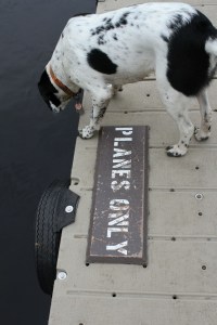 Mt Juneau, Peterson 291