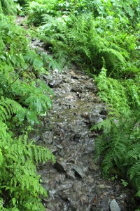 Sheep Cree, Fireworks 2013 003