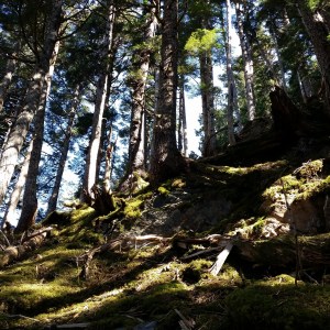 'The climb' through the trees from Sheep Creek trail valley to Camp 6 on Sheep Mountain.